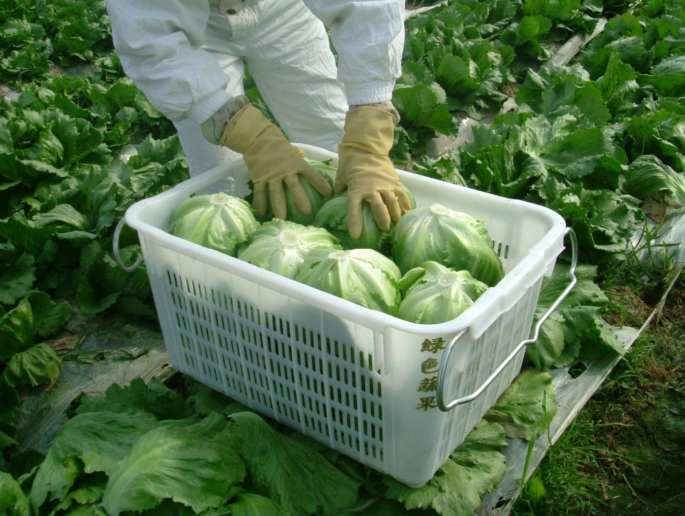 热销售精细加工新鲜蔬菜生菜 从田间到餐桌的品质革命